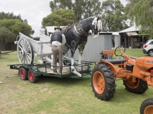 Horse-readyforstreetparade