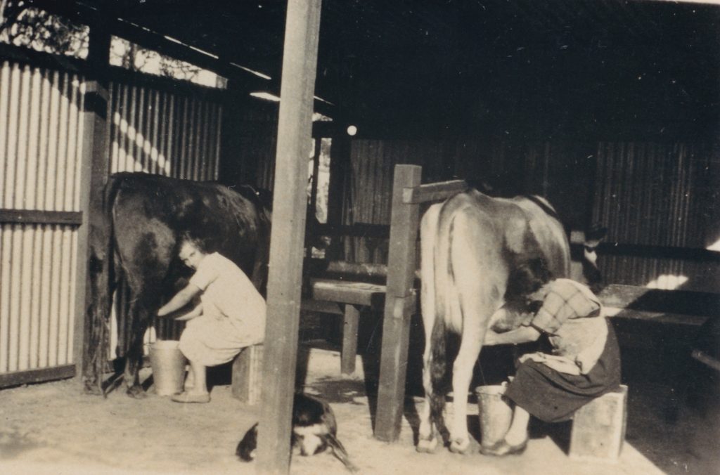 Barbara & Mrs Lord milking in new Group cow shed